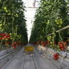 Daman Tomato Greenhouse