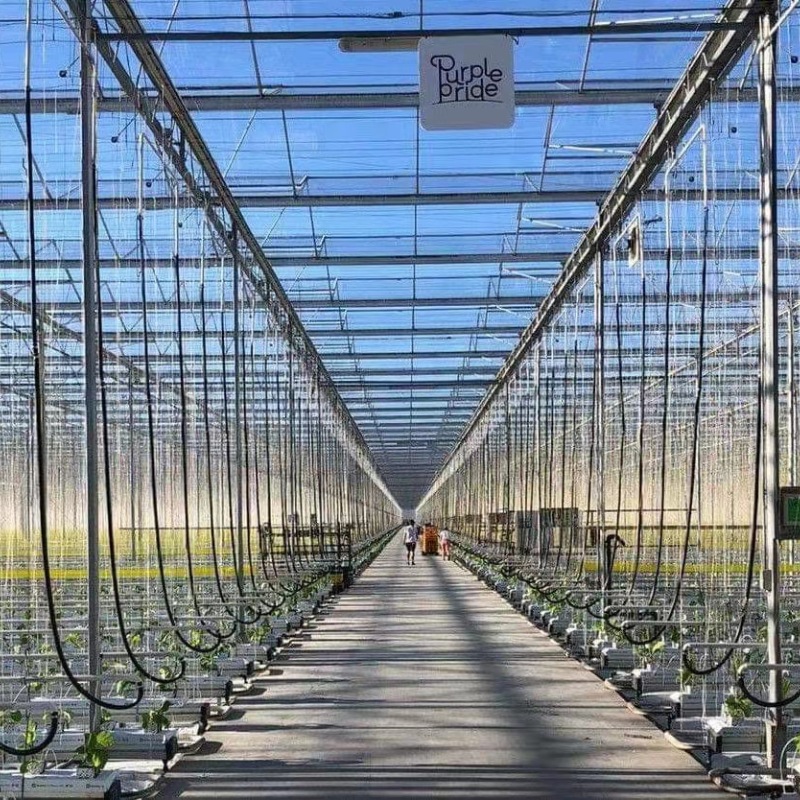 Glass Greenhouse