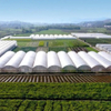 Continuous Plastic Film Vegetable Greenhouse