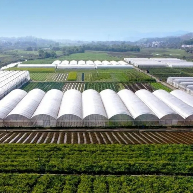 Continuous Plastic Film Vegetable Greenhouse