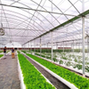 Continuous Plastic Film Vegetable Greenhouse