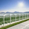 Daman Tomato Greenhouse