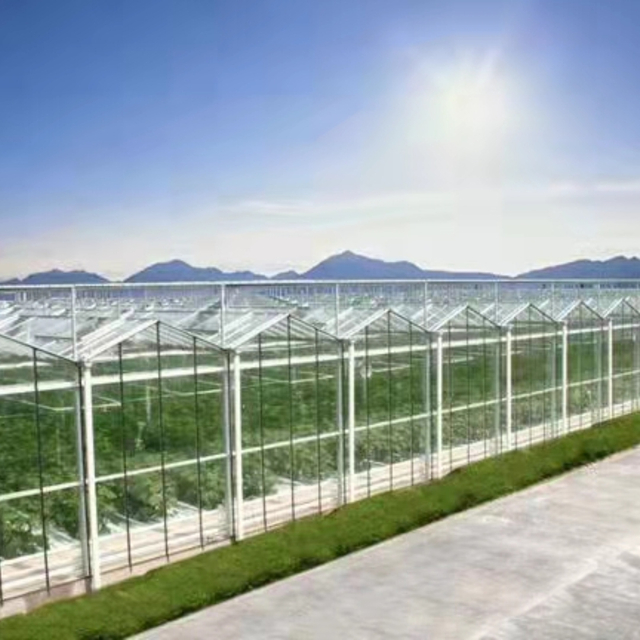 Daman Tomato Greenhouse