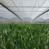 Continuous Plastic Film Vegetable Greenhouse