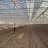 Daman Tomato Greenhouse