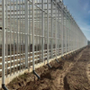 Daman Tomato Greenhouse