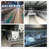 Commercial Steel Structure Rabbit House with Professional Equipment And Building