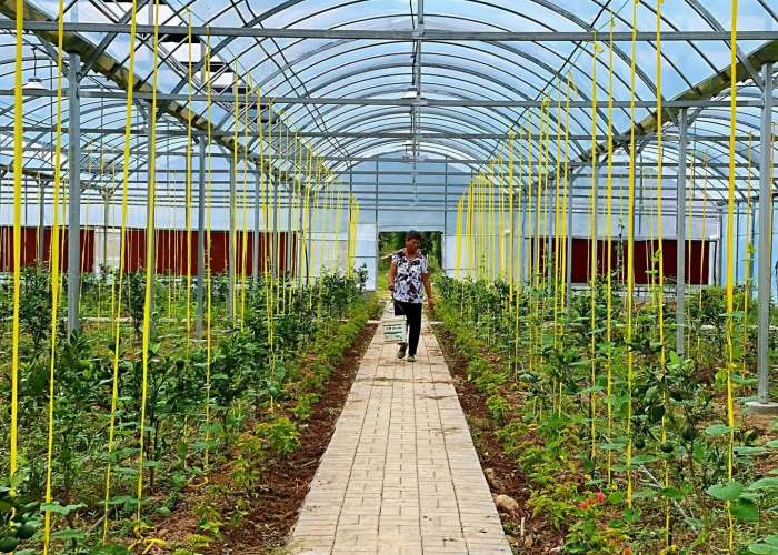 Glass Greenhouse