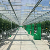 Daman Tomato Greenhouse